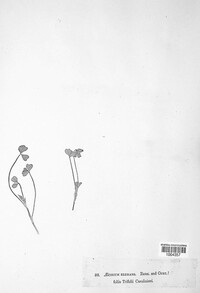 Aecidium elegans image